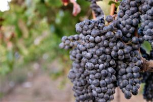Volcanic vineyard in Santorini
