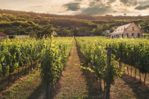 Santorini Vineyard Harvest September